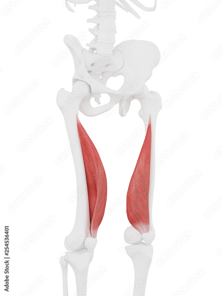3d rendered medically accurate illustration of the Vastus Medialis 3d rendered medically accurate illustration of the Vastus Medialis