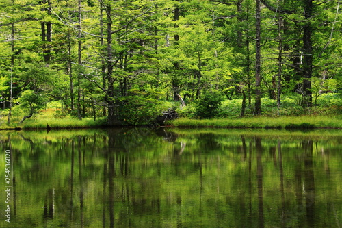  北アルプス 神々しい上高地の風景 緑の静寂 明神池