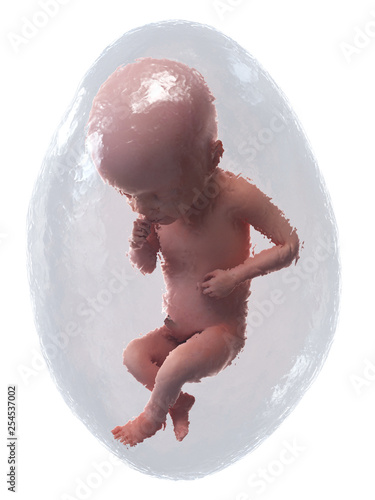 3d rendered medically accurate illustration of a human fetus - week 25 photo