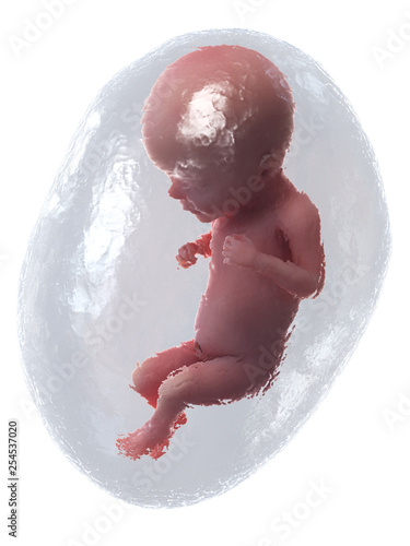 3d rendered medically accurate illustration of a human fetus - week 26 photo