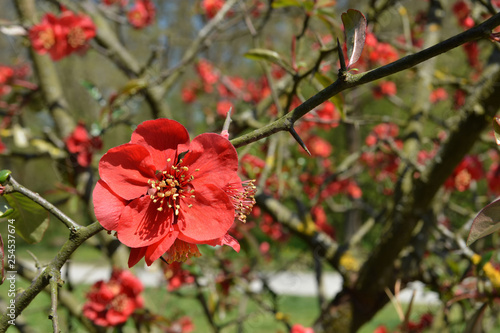 Red quince flowers © izzzy71