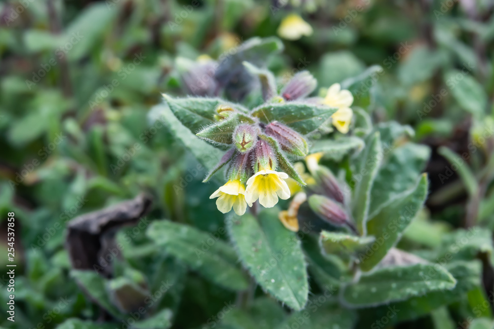 Yellow Monkswort Flowers in Bloom in Winter Yellow Monkswort Flowers in Bloom in Winter