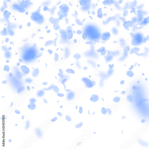 Dark blue flower petals falling down. Fabulous rom