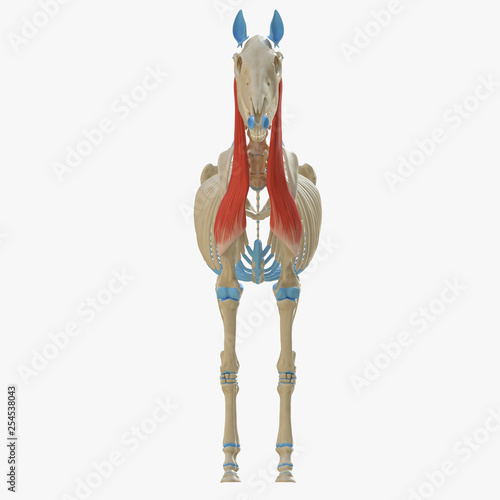 3d rendered medically accurate illustration of the equine muscle anatomy - Brachiocephalicus