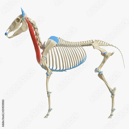3d rendered medically accurate illustration of the equine muscle anatomy - Brachiocephalicus