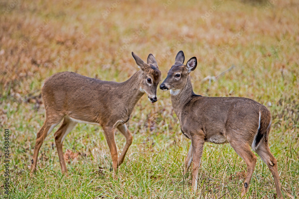 Two young White Tailed Bucks play fighting in Cades Cove. Two young White Tailed Bucks play fighting in Cades Cove.