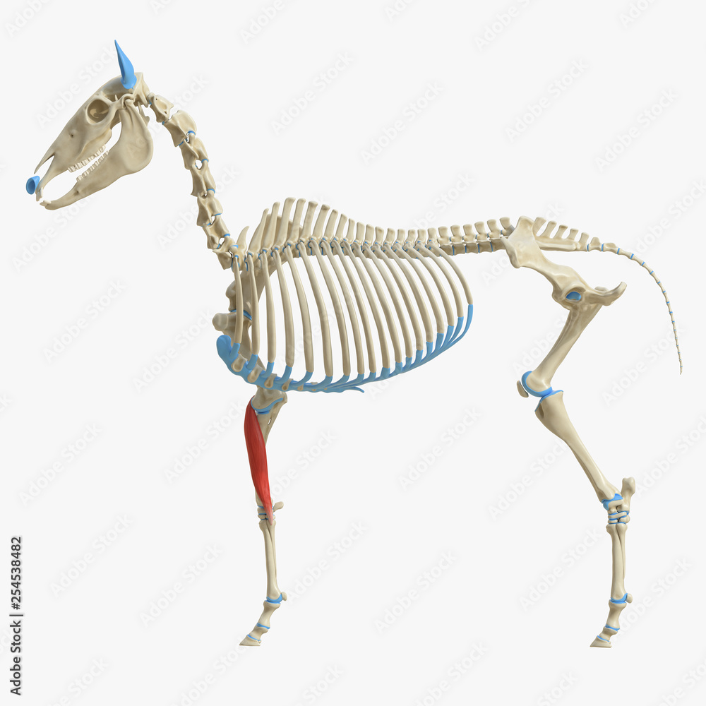 3d rendered medically accurate illustration of the equine muscle anatomy - Flexor Carpi Radialis 3d rendered medically accurate illustration of the equine muscle anatomy - Flexor Carpi Radialis