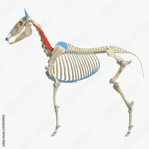 3d rendered medically accurate illustration of the equine muscle anatomy - Longissimus Capitis