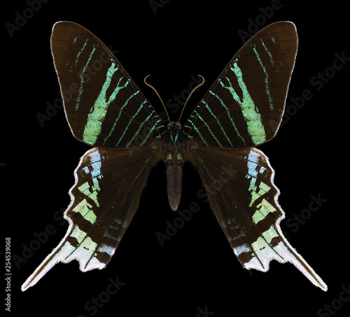 Butterfly Urania leilus on a black background photo