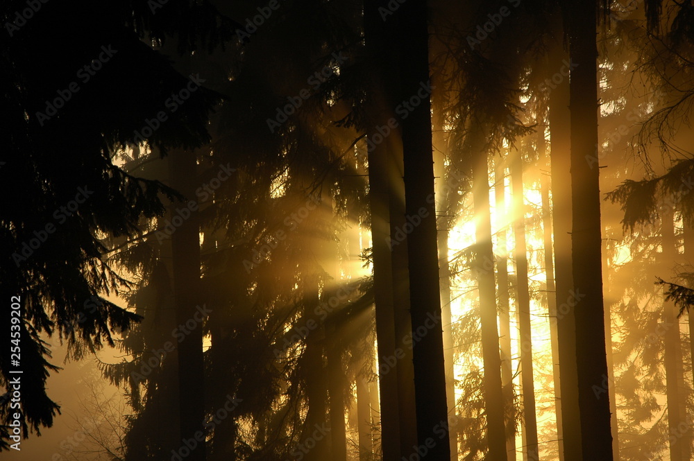 Magic sunset behing trees