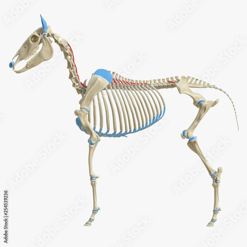 3d rendered medically accurate illustration of the equine muscle anatomy - Multifudus