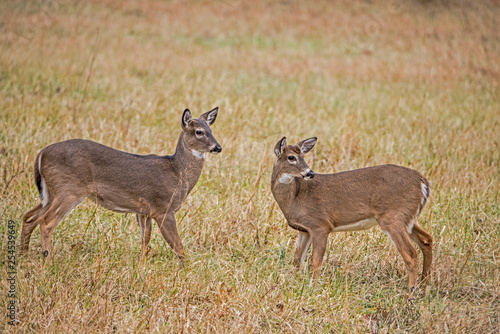 Two young White Tailed Bucks play fighting in Cades Cove.
