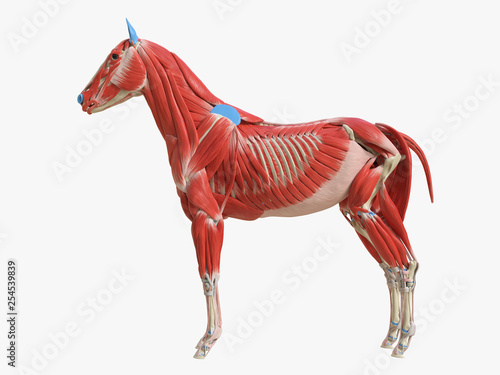 3d rendered medically accurate illustration of the equine muscle anatomy photo