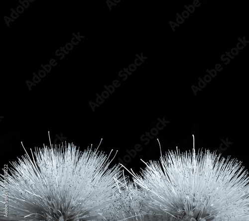 abstract silver flower closeup isolated on a black background with copy space