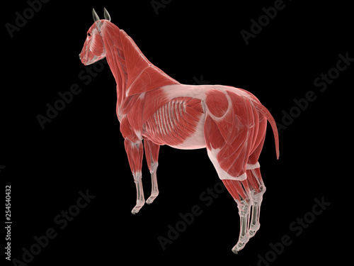 3d rendered medically accurate illustration of the horse muscle system