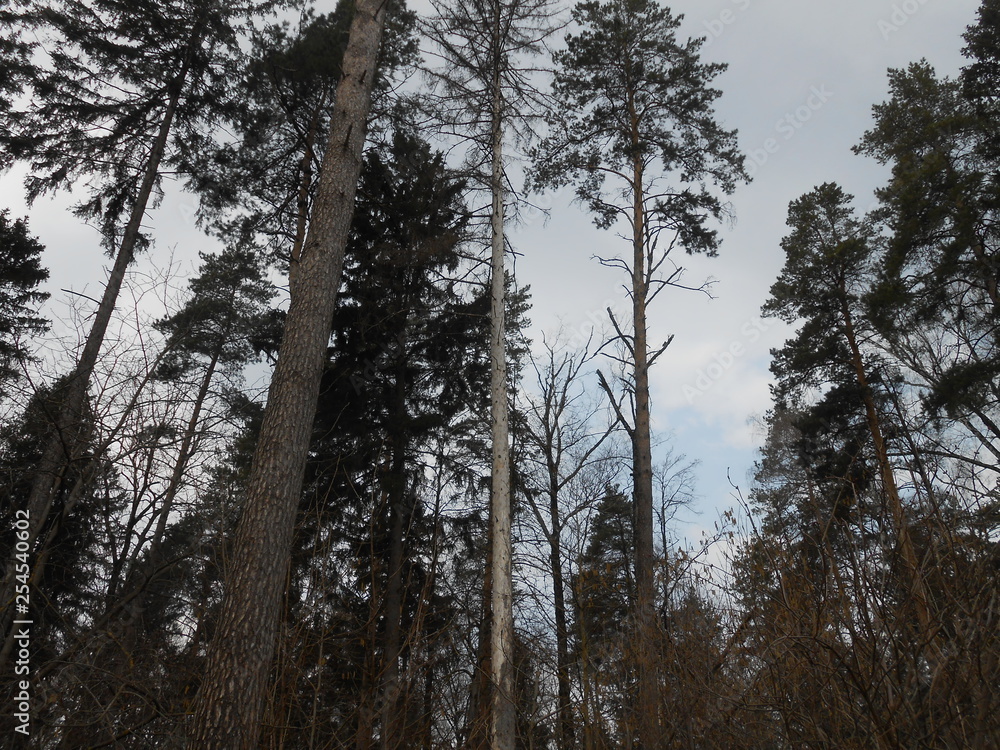 In the pines forest in cloudy day. In the pines forest in cloudy day.