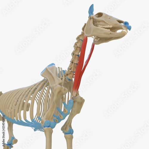 3d rendered medically accurate illustration of the equine muscle anatomy - Sternocephalicus photo