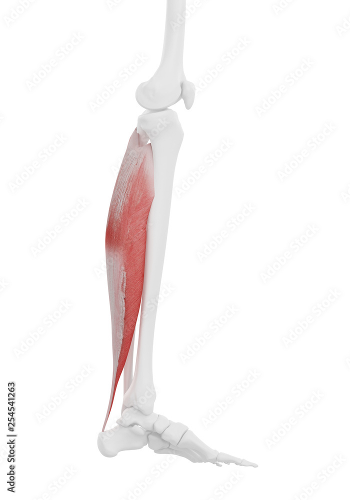 3d rendered medically accurate illustration of the Soleus 3d rendered medically accurate illustration of the Soleus