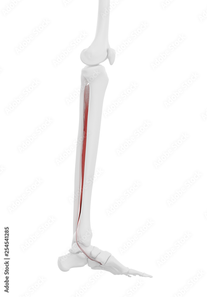 3d rendered medically accurate illustration of the Tibialis Posterior 3d rendered medically accurate illustration of the Tibialis Posterior