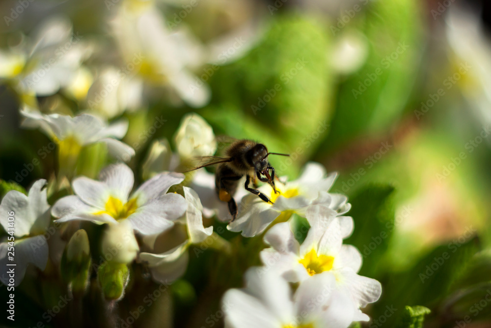 Bee pollinating the early spring flowers - primrose. Primula vulgaris with a worker honey bee feeding on nectar, macro background Bee pollinating the early spring flowers - primrose. Primula vulgaris with a worker honey bee feeding on nectar, macro background