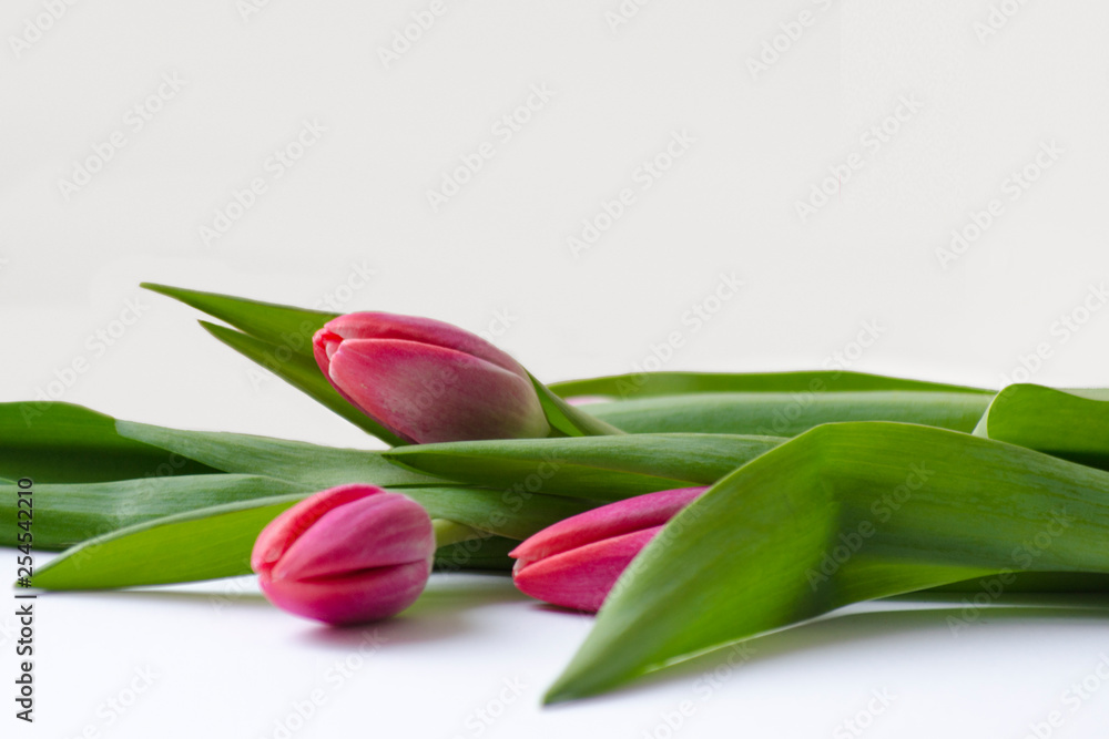 Bouquet of pink three tulips with green leaves on a white background. Beautiful flower in the spring season. Top view of empty space Bouquet of pink three tulips with green leaves on a white background. Beautiful flower in the spring season. Top view of empty space