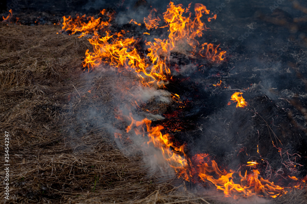 A strong fire spreads in gusts of wind through dry grass, smoking dry grass, concept of fire and burning of the forest