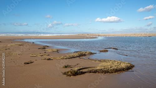 Drying Kelp and seagrass on narrow strip of sand between Pacific ocean and the Santa Maria river at the Rancho Guadalupe Sand Dunes Preserve on the central coast of California United States