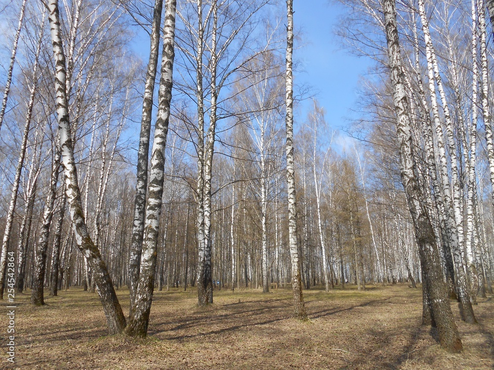 Birches grow in the spring clear day. Birches grow in the spring clear day.