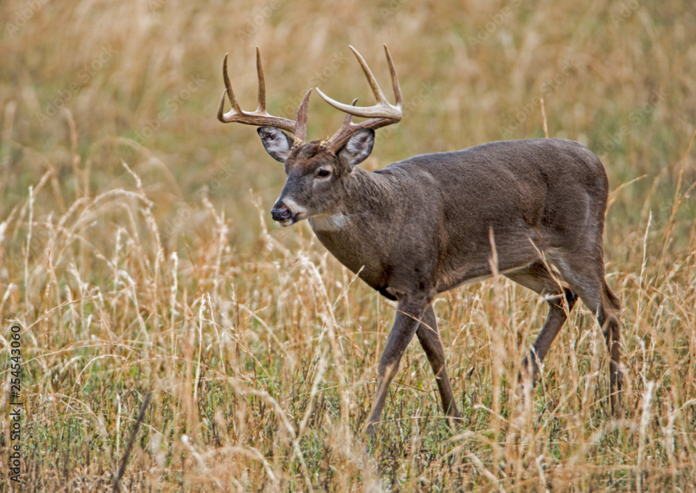 White Tailed Deer shows off his antlers in the rutting season. White Tailed Deer shows off his antlers in the rutting season.