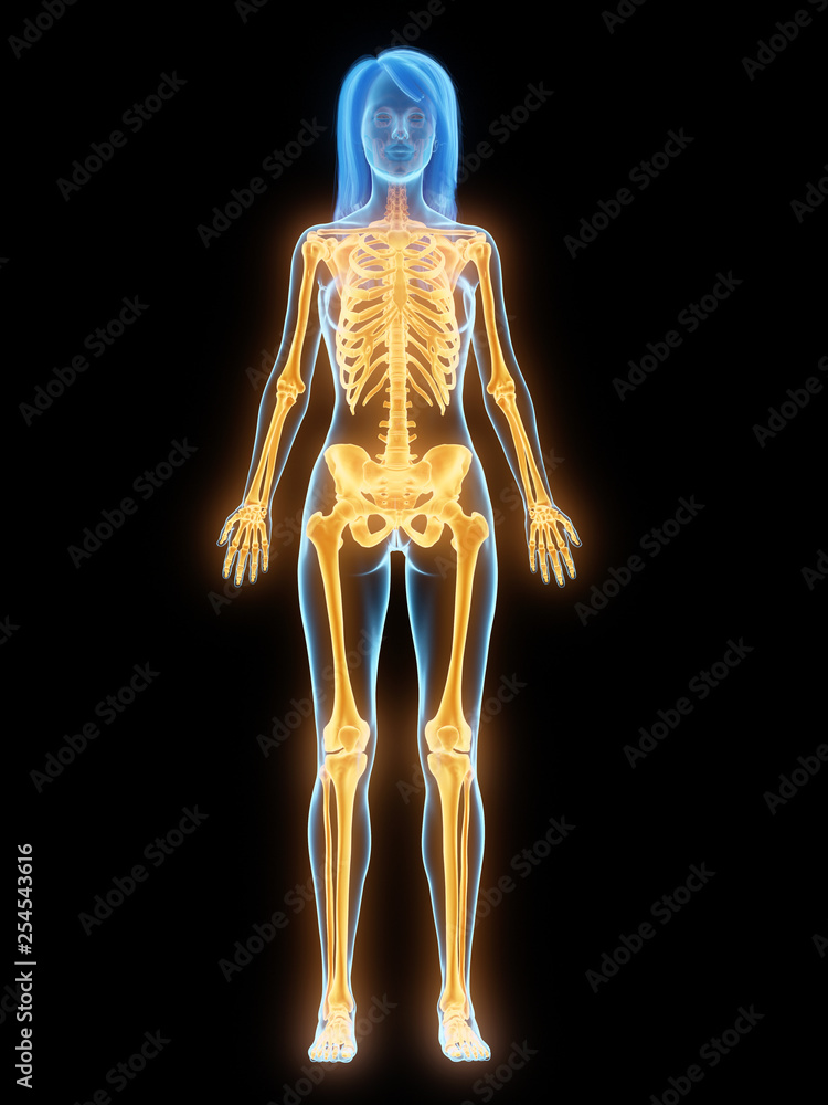 3d rendered medically accurate illustration of the female skeleton 3d rendered medically accurate illustration of the female skeleton