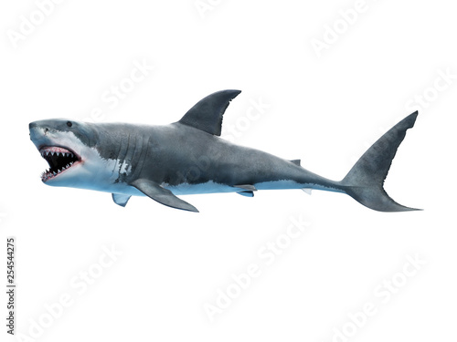 3d rendered medically accurate illustration of a great white shark