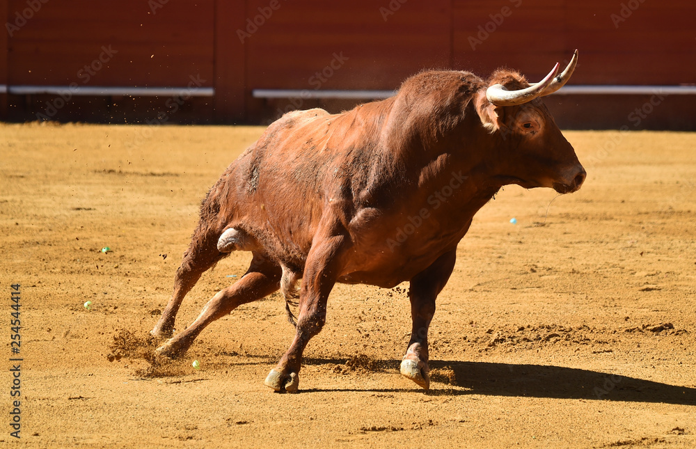 TORO EN ESPAÑA