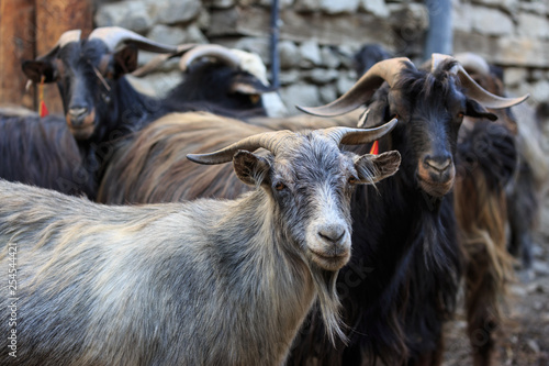 Herd of goats in a village in the Annapurna region, Nepal