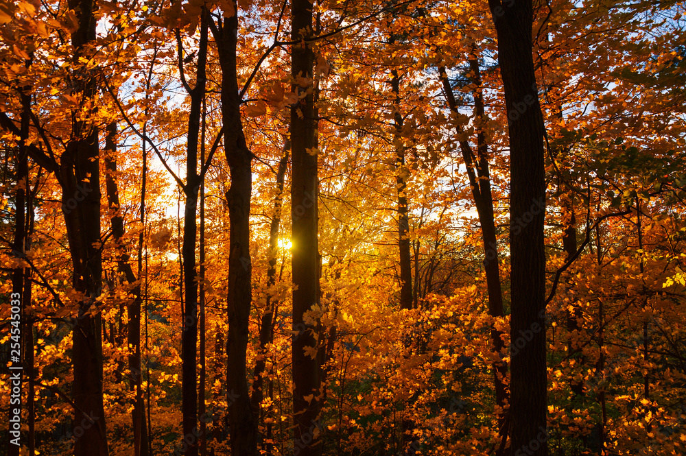 Fototapeta premium The setting sun casts its beams through the yellow orange red foliage of autumn forest