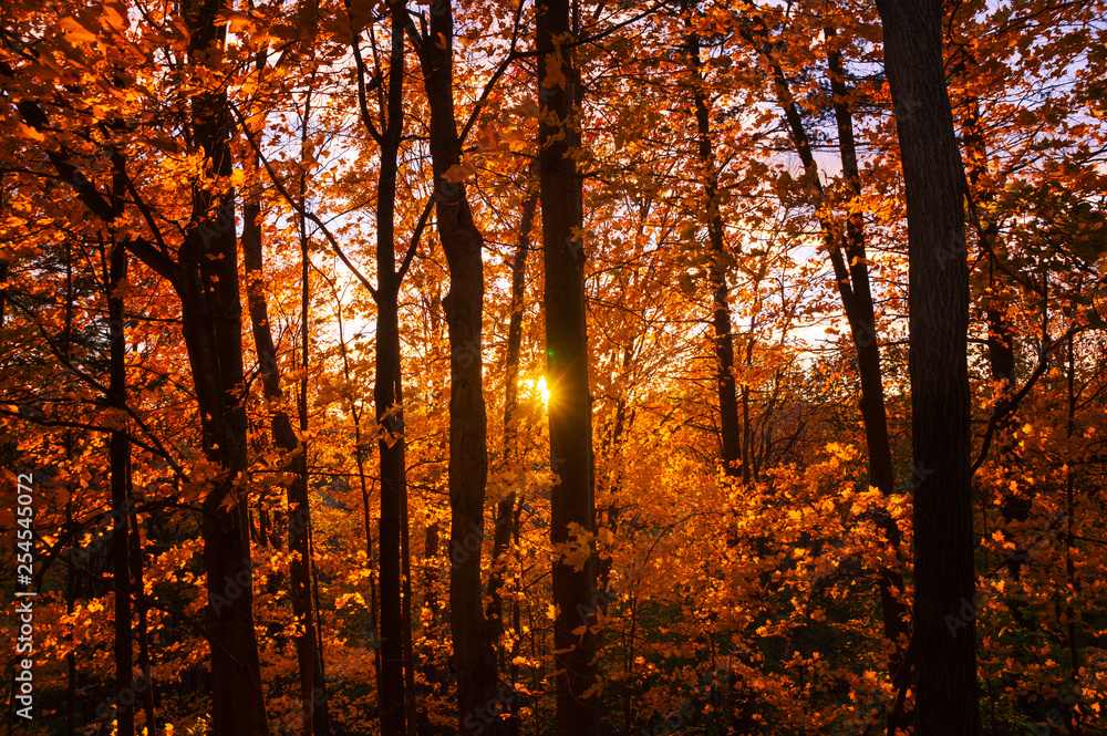 The setting sun casts its beams through the yellow orange red foliage of autumn forest