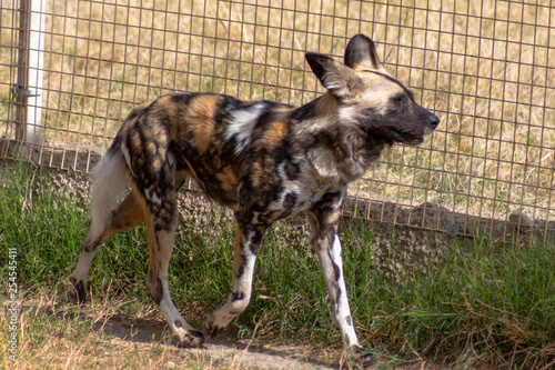 Wild African Dog in the desert
