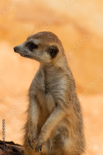 meerkat on guard