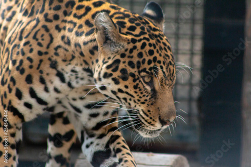 jaguar in cage