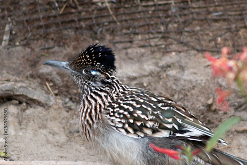 Road Runner Relaxing