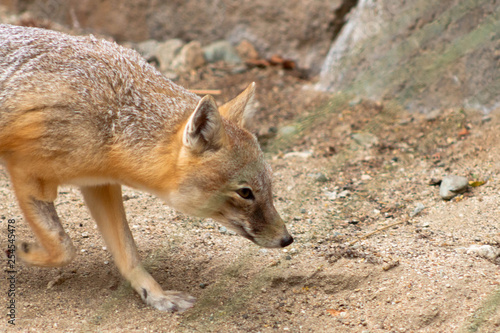 Swift Fox