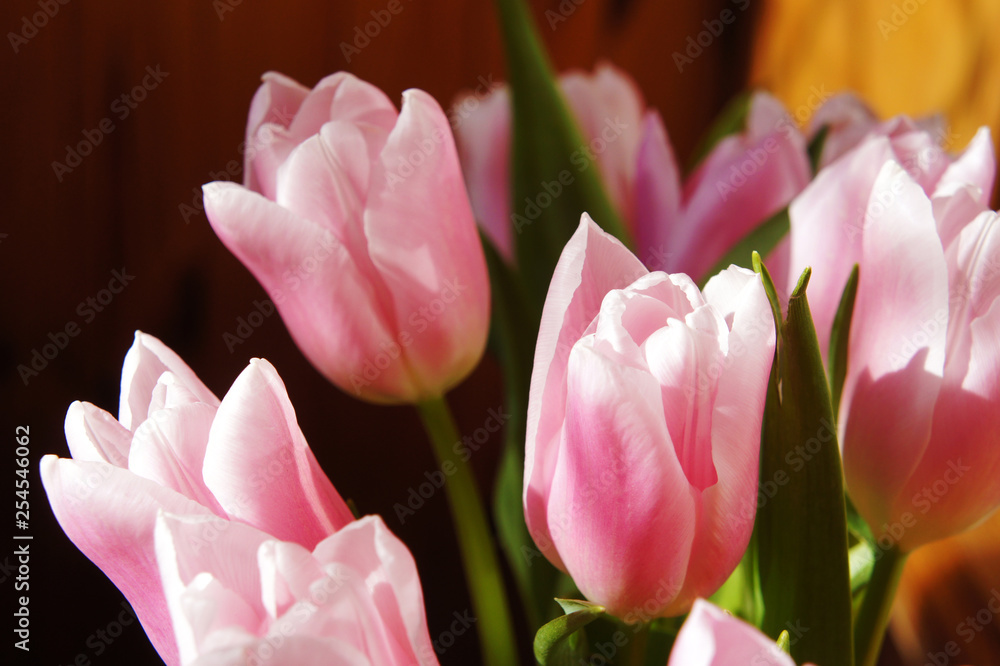 pink tulips in the garden background. delicate flowers spring tulips grow in the garden pink tulips in the garden background. delicate flowers spring tulips grow in the garden
