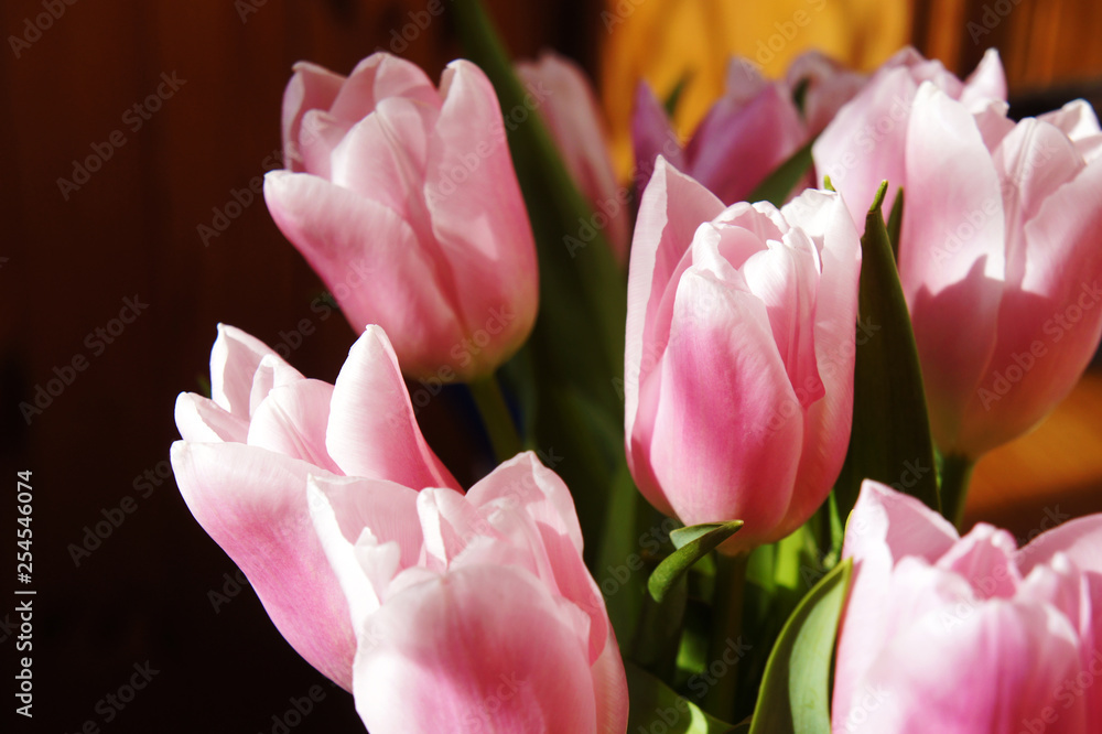 pink tulips in the garden background. delicate flowers spring tulips grow in the garden pink tulips in the garden background. delicate flowers spring tulips grow in the garden