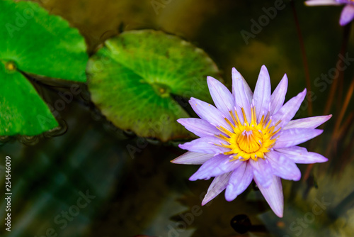 Colourful vibrant violet and purple blooming lotus growth on dark pond. Beautiful single water lily on blurry background of leaves float on water. 