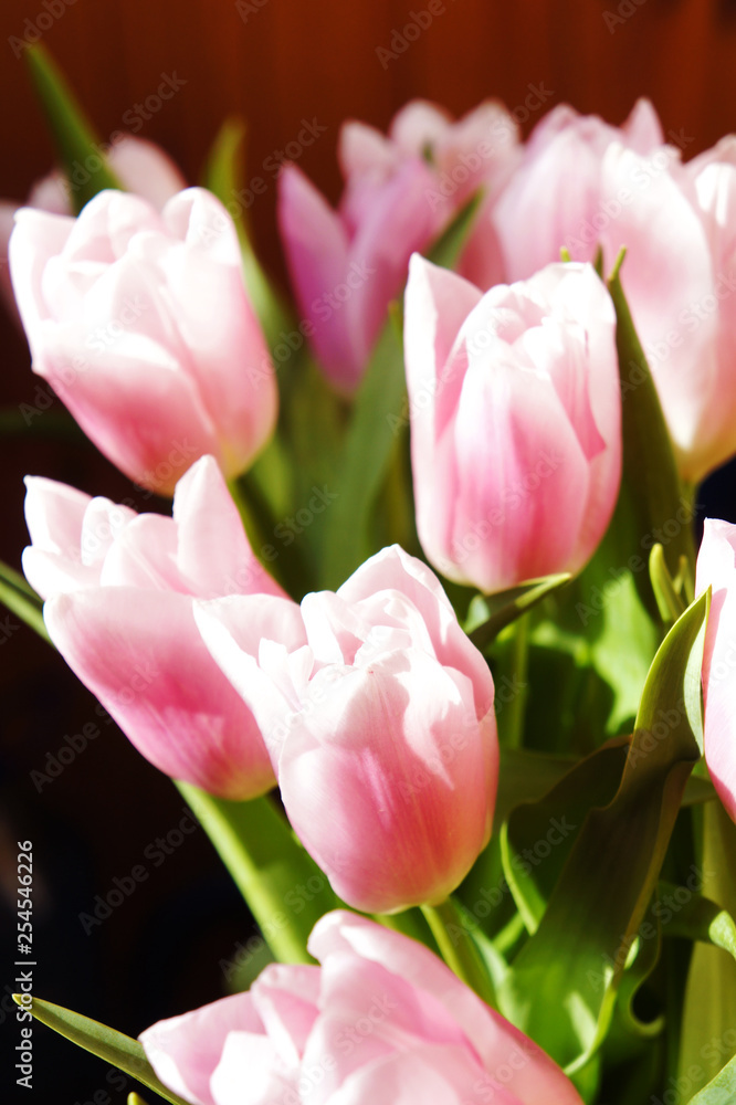 pink tulips in the garden background. delicate flowers spring tulips grow in the garden