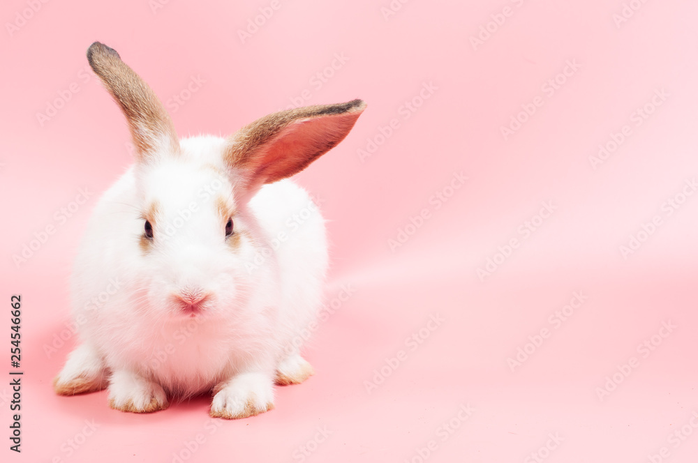 Cute rabbit sitting on pink background looking to something, rabbit is symbol of eater eggs festival.