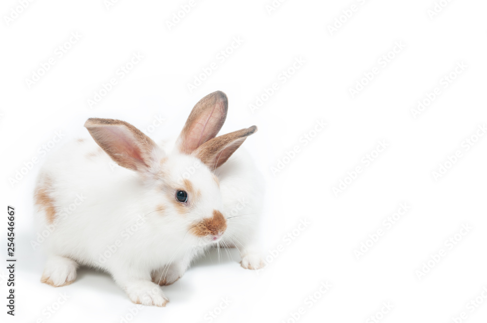 Cute rabbits on white background looking to something, Easter festival symbol. Cute rabbits on white background looking to something, Easter festival symbol.