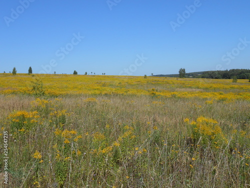 Blooming summer field with small trees in summer sunny day.