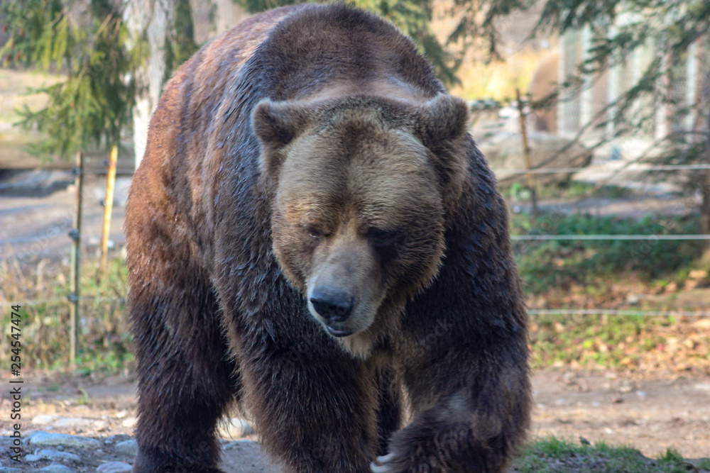 Fototapeta premium Grizzly Bear walking Ursus arctos in Canada