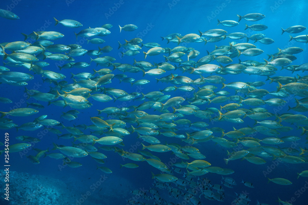 School of fish salema porgy, Sarpa salpa underwater in the Mediterranean sea, Port-Cros, Cote d'Azur, France School of fish salema porgy, Sarpa salpa underwater in the Mediterranean sea, Port-Cros, Cote d'Azur, France