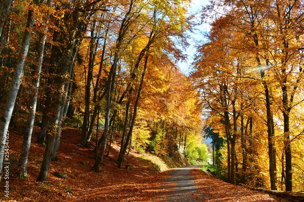 Sentier forestier en automne